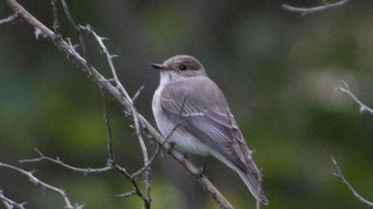 Spotted Flycatcher