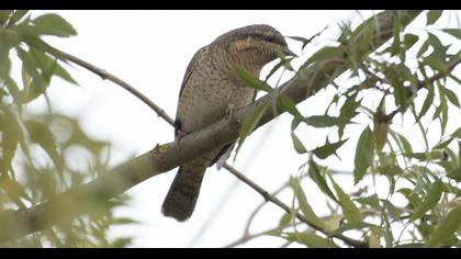 Eurasian Wryneck