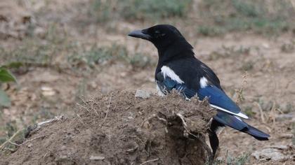 Eurasian Magpie