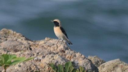 Black-eared Wheatear