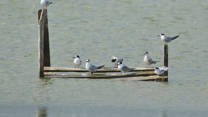 Common Tern