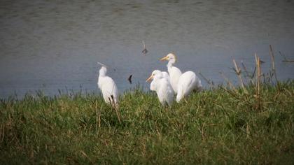 Western Cattle Egret