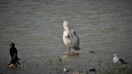 Dalmatian Pelican
