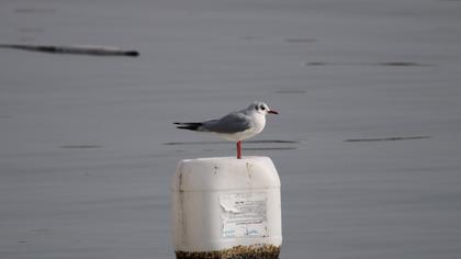 Black-headed Gull