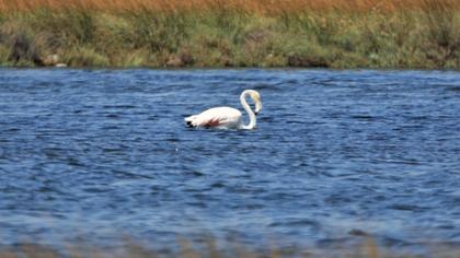Greater Flamingo