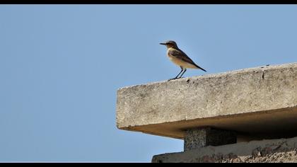Northern Wheatear