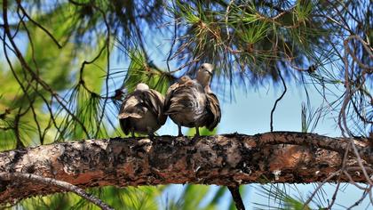 Eurasian Collared Dove