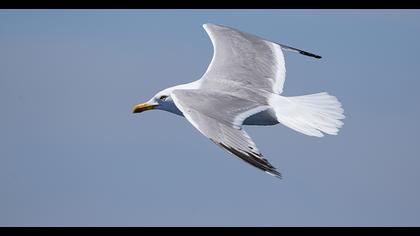 Yellow-legged Gull