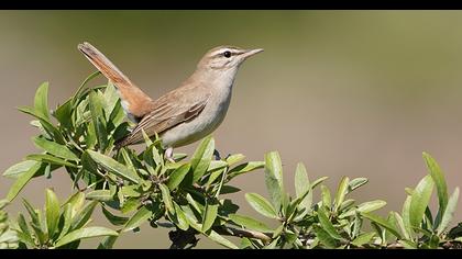 Rufous-tailed Scrub Robin