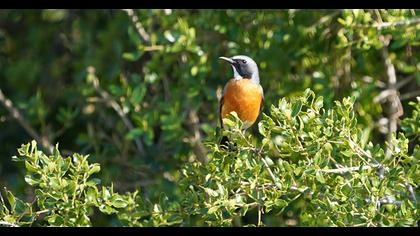 White-throated Robin