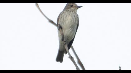 Spotted Flycatcher
