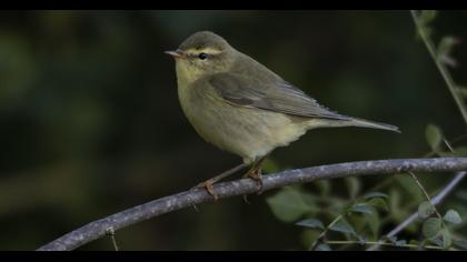 Willow Warbler