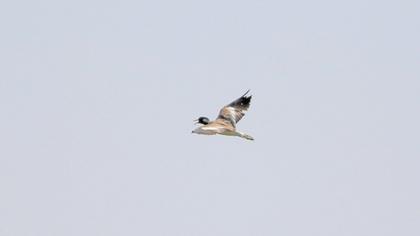 Red-wattled Lapwing