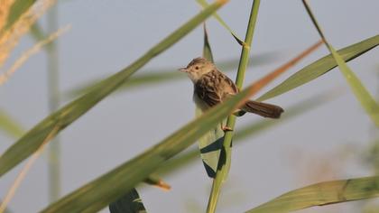 Delicate prinia