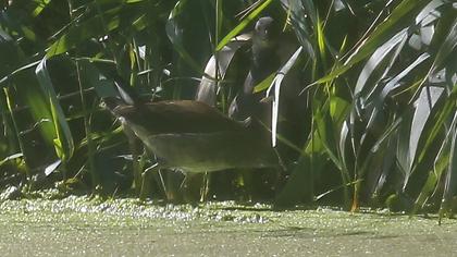 Common Moorhen
