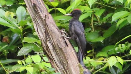 Black Woodpecker
