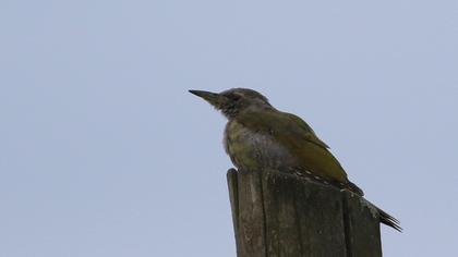Grey-headed Woodpecker