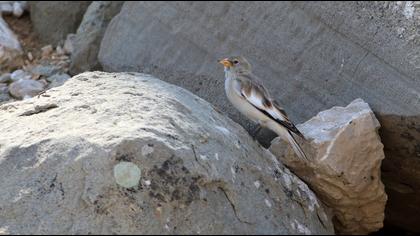 White-winged Snowfinch