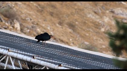 Northern Bald Ibis