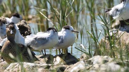 Little Tern