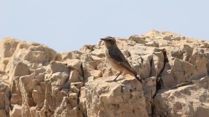Red-tailed Wheatear