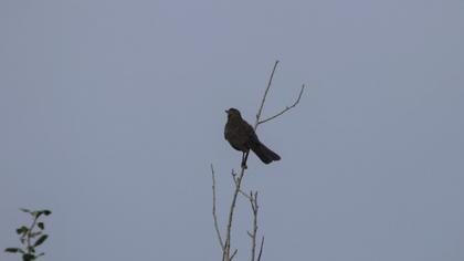 Common Blackbird