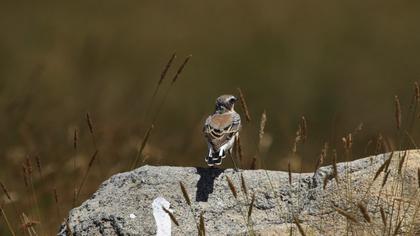 Northern Wheatear