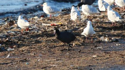 Eurasian Coot