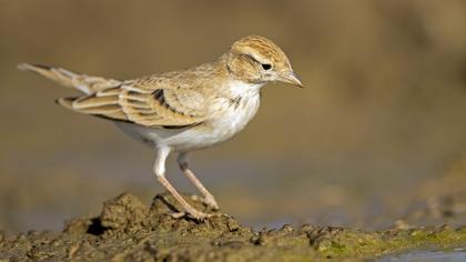 Greater Short-toed Lark