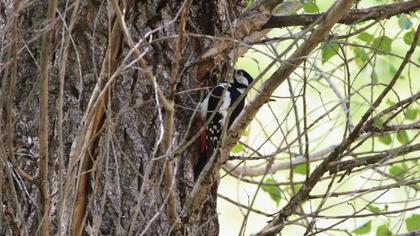 Great Spotted Woodpecker