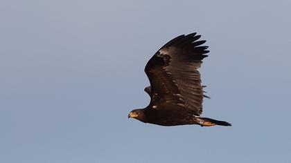 Greater Spotted Eagle