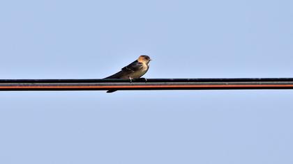 Red-rumped Swallow