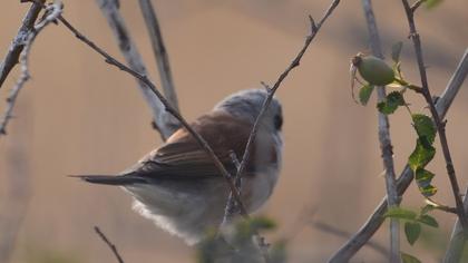 Red-backed Shrike