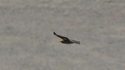 Western Marsh Harrier