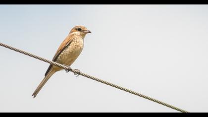 Red-backed Shrike