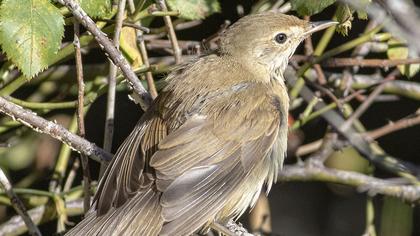 Marsh Warbler