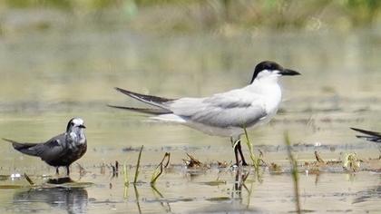 Gull-billed Tern