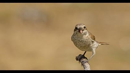 Red-backed Shrike