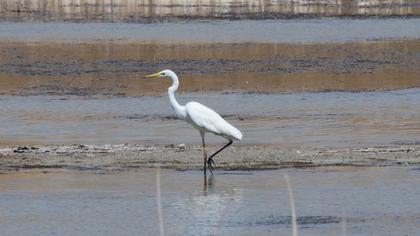Great Egret