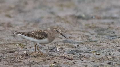 Temminck`s Stint
