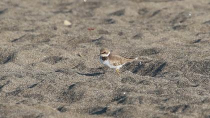 Little Ringed Plover