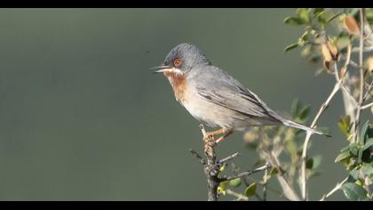 Subalpine Warbler