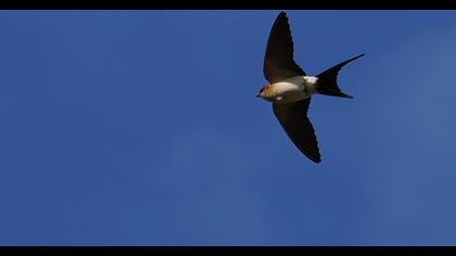 Red-rumped Swallow