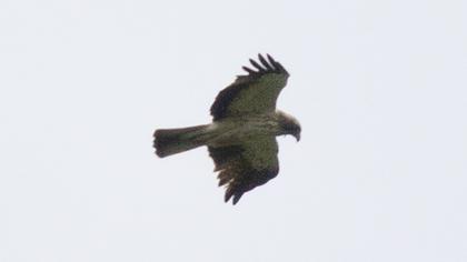 Booted Eagle