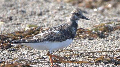 Ruddy Turnstone