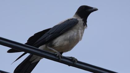 Hooded Crow