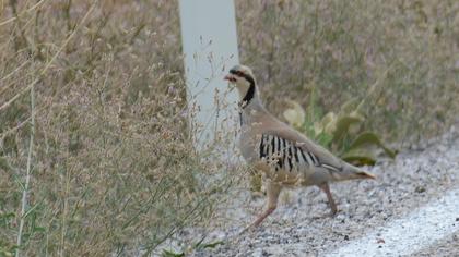 Chukar Partridge