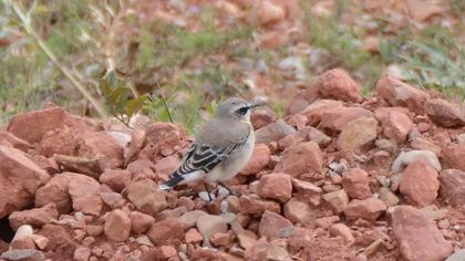 Northern Wheatear