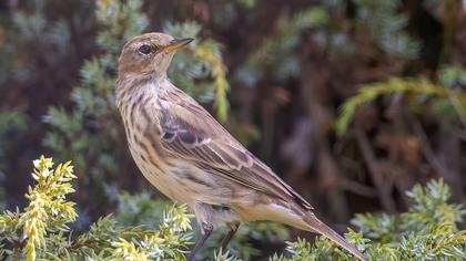 Water Pipit