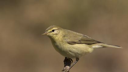 Willow Warbler